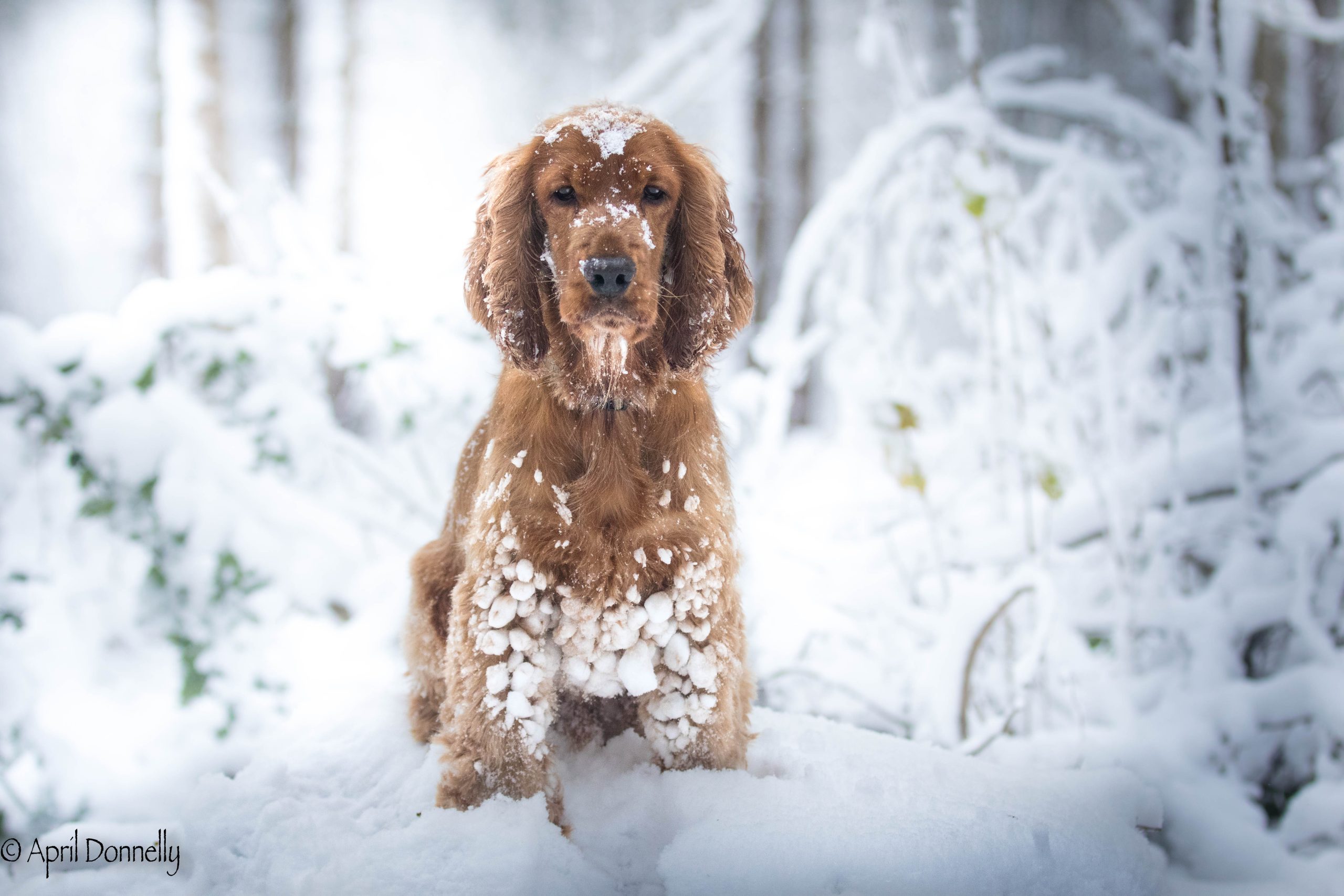 Dog in the snow